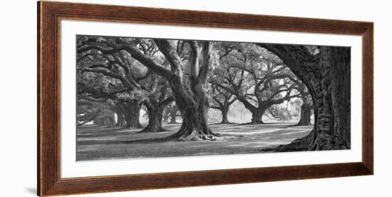 Oak Alley West Row-William Guion-Framed Giclee Print