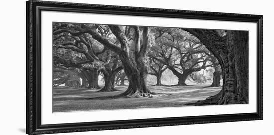 Oak Alley West Row-William Guion-Framed Giclee Print