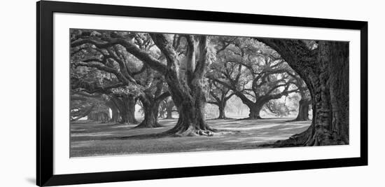 Oak Alley West Row-William Guion-Framed Giclee Print