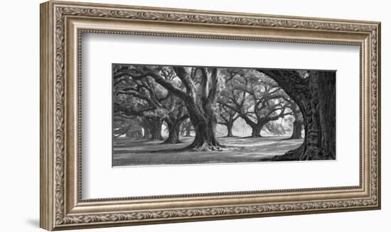 Oak Alley West Row-William Guion-Framed Art Print