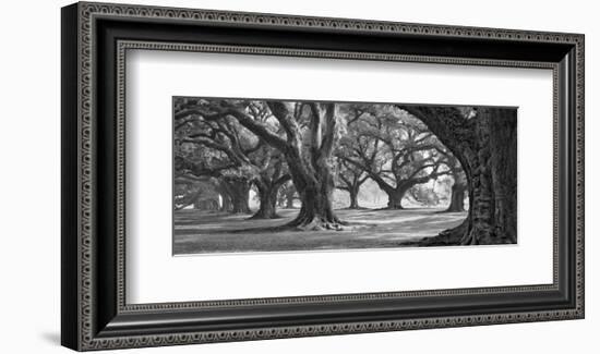 Oak Alley West Row-William Guion-Framed Art Print