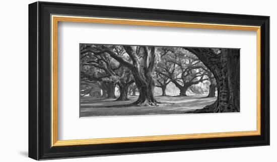 Oak Alley West Row-William Guion-Framed Art Print