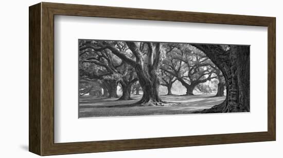 Oak Alley West Row-William Guion-Framed Art Print