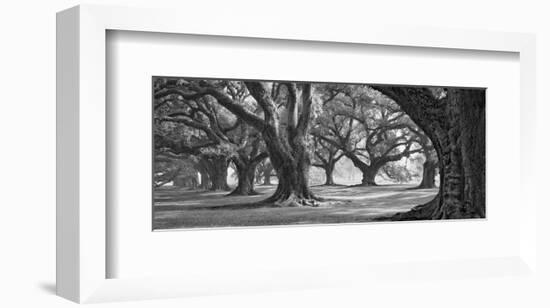 Oak Alley West Row-William Guion-Framed Art Print