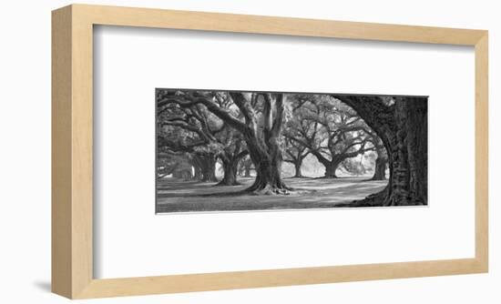 Oak Alley West Row-William Guion-Framed Art Print