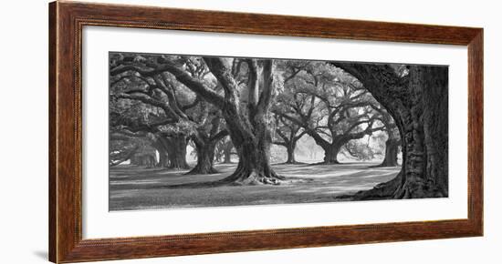 Oak Alley West Row-William Guion-Framed Art Print