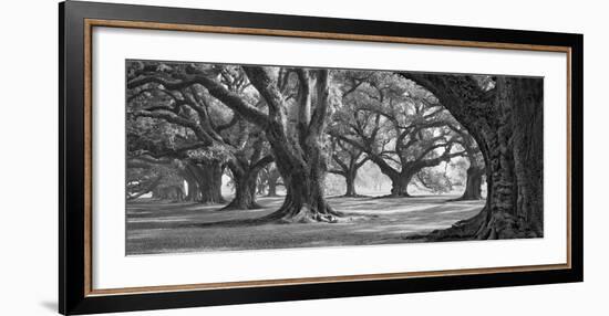 Oak Alley West Row-William Guion-Framed Art Print