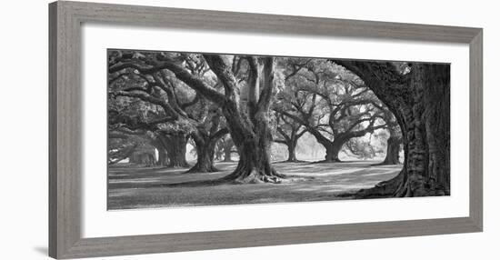 Oak Alley West Row-William Guion-Framed Art Print