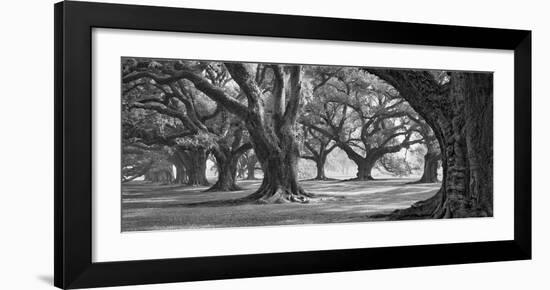 Oak Alley West Row-William Guion-Framed Art Print