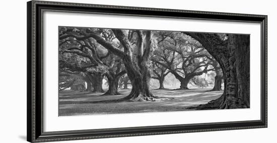 Oak Alley West Row-William Guion-Framed Art Print