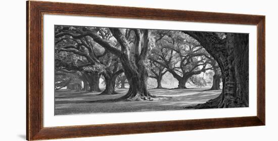 Oak Alley West Row-William Guion-Framed Art Print