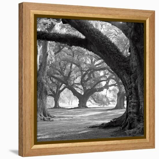 Oak Alley, West Row-William Guion-Framed Stretched Canvas