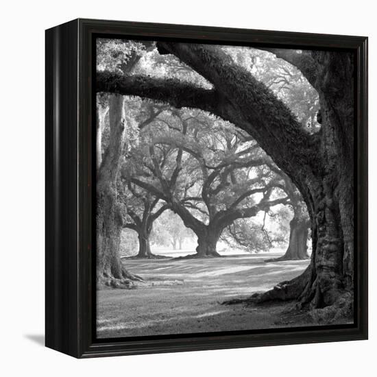 Oak Alley, West Row-William Guion-Framed Stretched Canvas