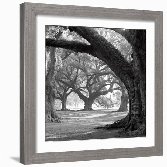 Oak Alley, West Row-William Guion-Framed Premium Giclee Print