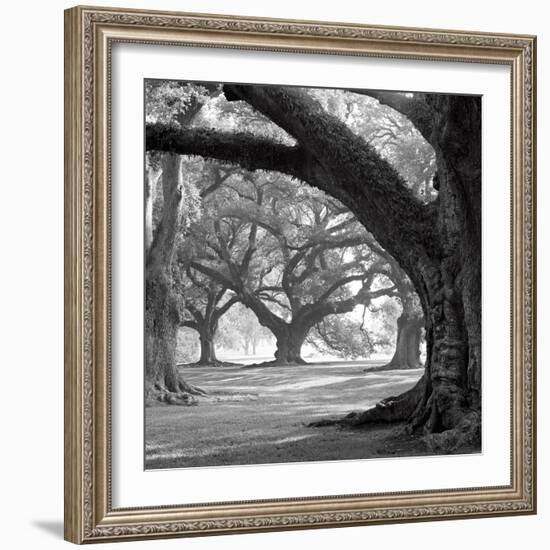 Oak Alley, West Row-William Guion-Framed Art Print