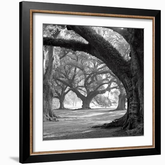 Oak Alley, West Row-William Guion-Framed Art Print