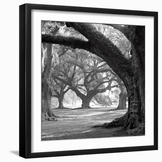 Oak Alley, West Row-William Guion-Framed Art Print