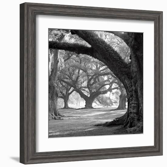 Oak Alley, West Row-William Guion-Framed Art Print