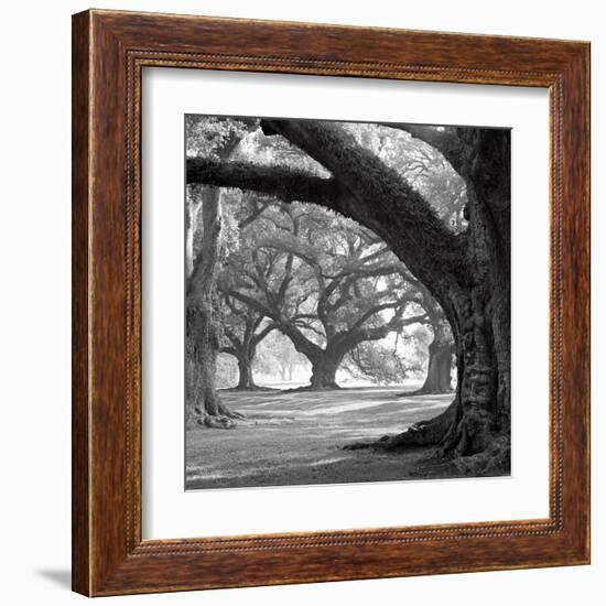 Oak Alley, West Row-William Guion-Framed Art Print