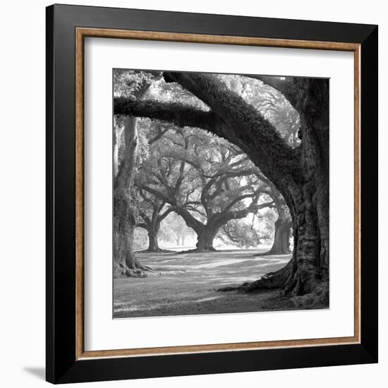 Oak Alley, West Row-William Guion-Framed Art Print