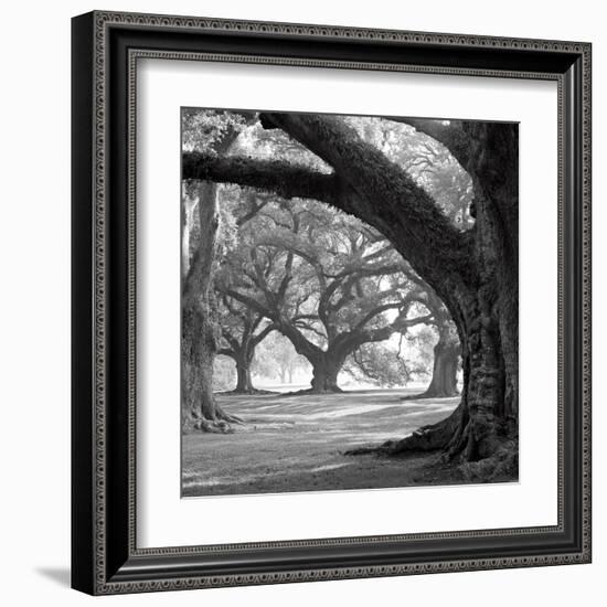 Oak Alley, West Row-William Guion-Framed Art Print