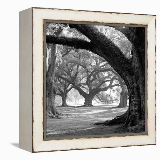 Oak Alley, West Row-William Guion-Framed Stretched Canvas