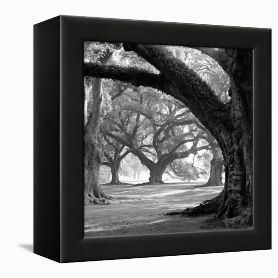 Oak Alley, West Row-William Guion-Framed Stretched Canvas