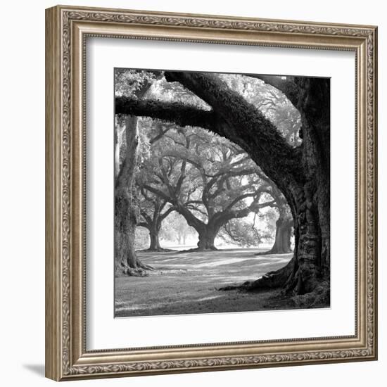 Oak Alley, West Row-William Guion-Framed Art Print