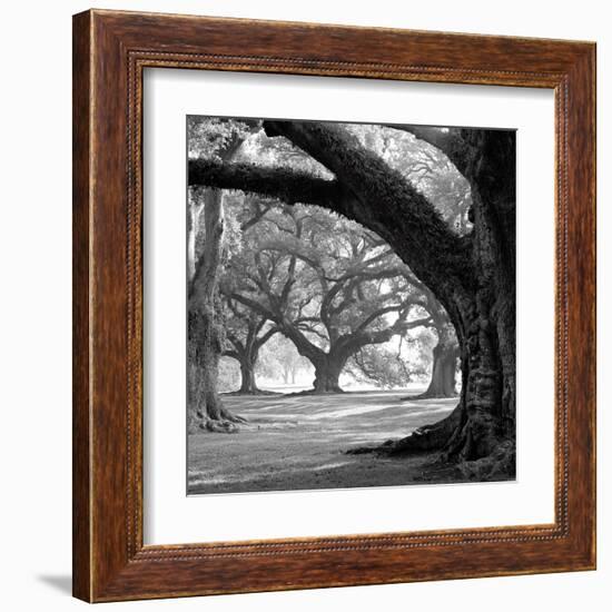 Oak Alley, West Row-William Guion-Framed Art Print