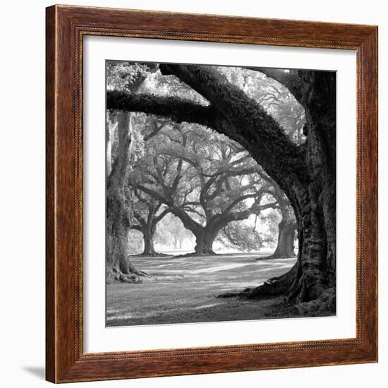 Oak Alley, West Row-William Guion-Framed Art Print