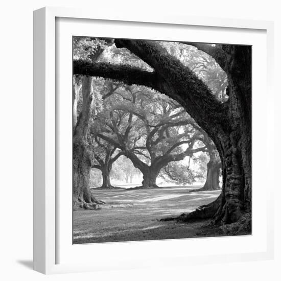 Oak Alley, West Row-William Guion-Framed Art Print