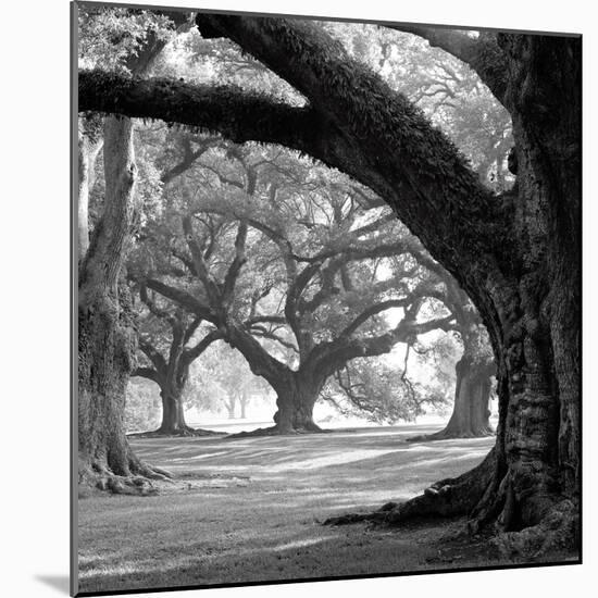 Oak Alley, West Row-William Guion-Mounted Art Print