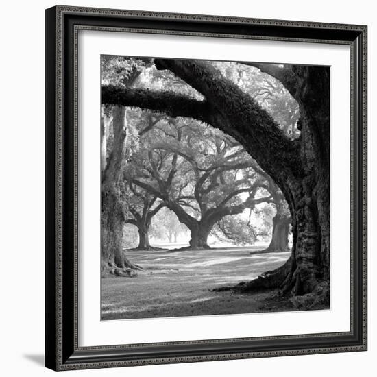 Oak Alley, West Row-William Guion-Framed Art Print