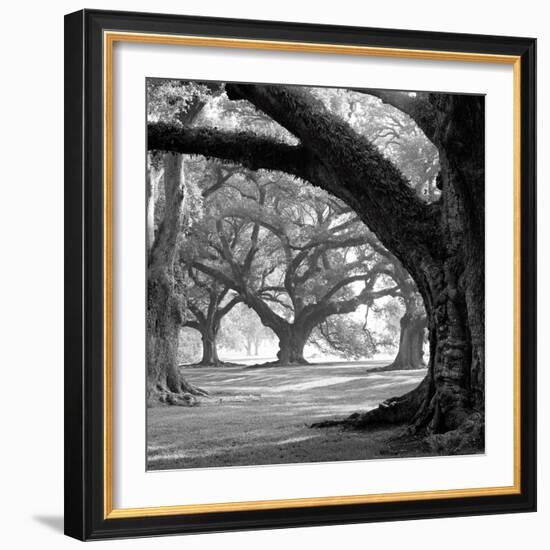 Oak Alley, West Row-William Guion-Framed Art Print