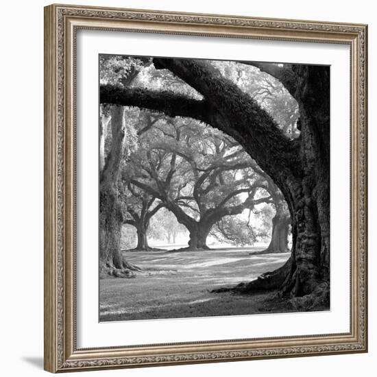 Oak Alley, West Row-William Guion-Framed Premium Giclee Print