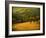 Oak and Fence-William Guion-Framed Photographic Print