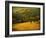 Oak and Fence-William Guion-Framed Photographic Print