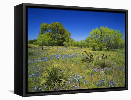 Oak and Mesquite Tree with Bluebonnets, Low Bladderpod, Texas Hill Country, Texas, USA-Adam Jones-Framed Premier Image Canvas