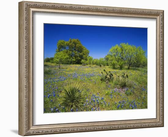 Oak and Mesquite Tree with Bluebonnets, Low Bladderpod, Texas Hill Country, Texas, USA-Adam Jones-Framed Photographic Print