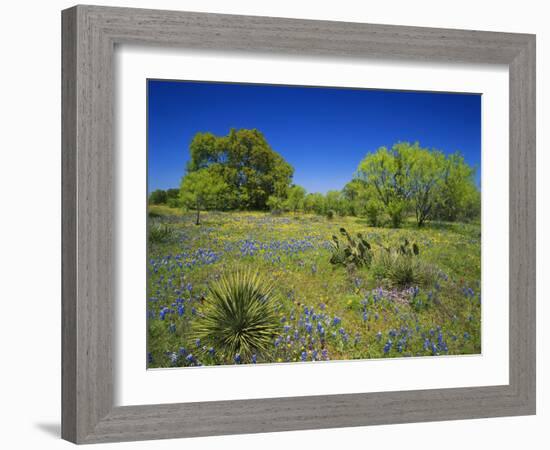 Oak and Mesquite Tree with Bluebonnets, Low Bladderpod, Texas Hill Country, Texas, USA-Adam Jones-Framed Photographic Print