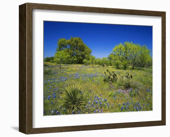 Oak and Mesquite Tree with Bluebonnets, Low Bladderpod, Texas Hill Country, Texas, USA-Adam Jones-Framed Photographic Print