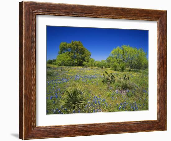 Oak and Mesquite Tree with Bluebonnets, Low Bladderpod, Texas Hill Country, Texas, USA-Adam Jones-Framed Photographic Print