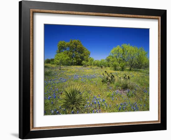 Oak and Mesquite Tree with Bluebonnets, Low Bladderpod, Texas Hill Country, Texas, USA-Adam Jones-Framed Photographic Print