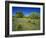 Oak and Mesquite Tree with Bluebonnets, Low Bladderpod, Texas Hill Country, Texas, USA-Adam Jones-Framed Photographic Print