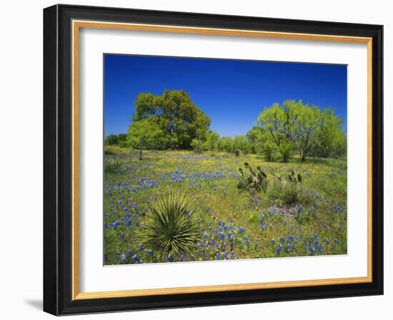 Oak and Mesquite Tree with Bluebonnets, Low Bladderpod, Texas Hill Country, Texas, USA-Adam Jones-Framed Photographic Print