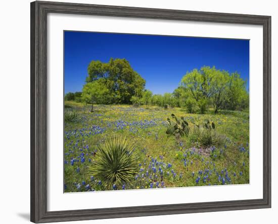 Oak and Mesquite Tree with Bluebonnets, Low Bladderpod, Texas Hill Country, Texas, USA-Adam Jones-Framed Photographic Print