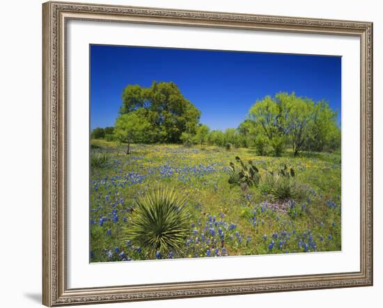 Oak and Mesquite Tree with Bluebonnets, Low Bladderpod, Texas Hill Country, Texas, USA-Adam Jones-Framed Photographic Print