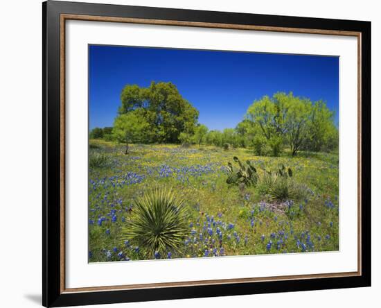 Oak and Mesquite Tree with Bluebonnets, Low Bladderpod, Texas Hill Country, Texas, USA-Adam Jones-Framed Photographic Print