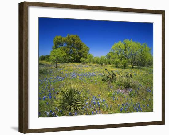 Oak and Mesquite Tree with Bluebonnets, Low Bladderpod, Texas Hill Country, Texas, USA-Adam Jones-Framed Photographic Print