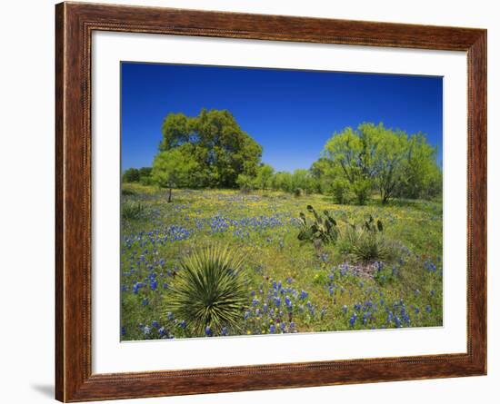 Oak and Mesquite Tree with Bluebonnets, Low Bladderpod, Texas Hill Country, Texas, USA-Adam Jones-Framed Photographic Print